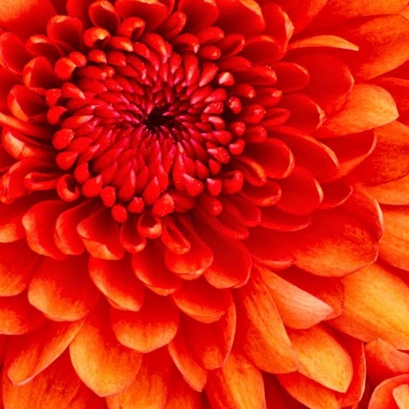 Meet your Posher, Da - Picture 1 of 1